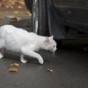 DSC_5958 DSC_5958